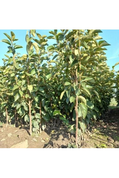 Хурма Гора Говерла – декоративное дерево